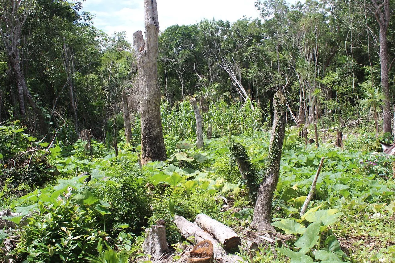 Stage One Camping Hotel Tulum Campsite